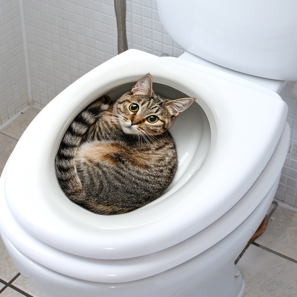 3D 面白い猫トイレステッカー浴室トイレカバーステッカー壁ス - Tiny Home Bathroom Kit のレビューと価格